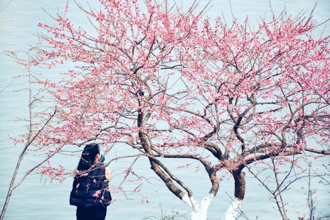 《唐诗三百首》中的四季，唯美了时光，惊艳了岁月-第2张图片-非凡网