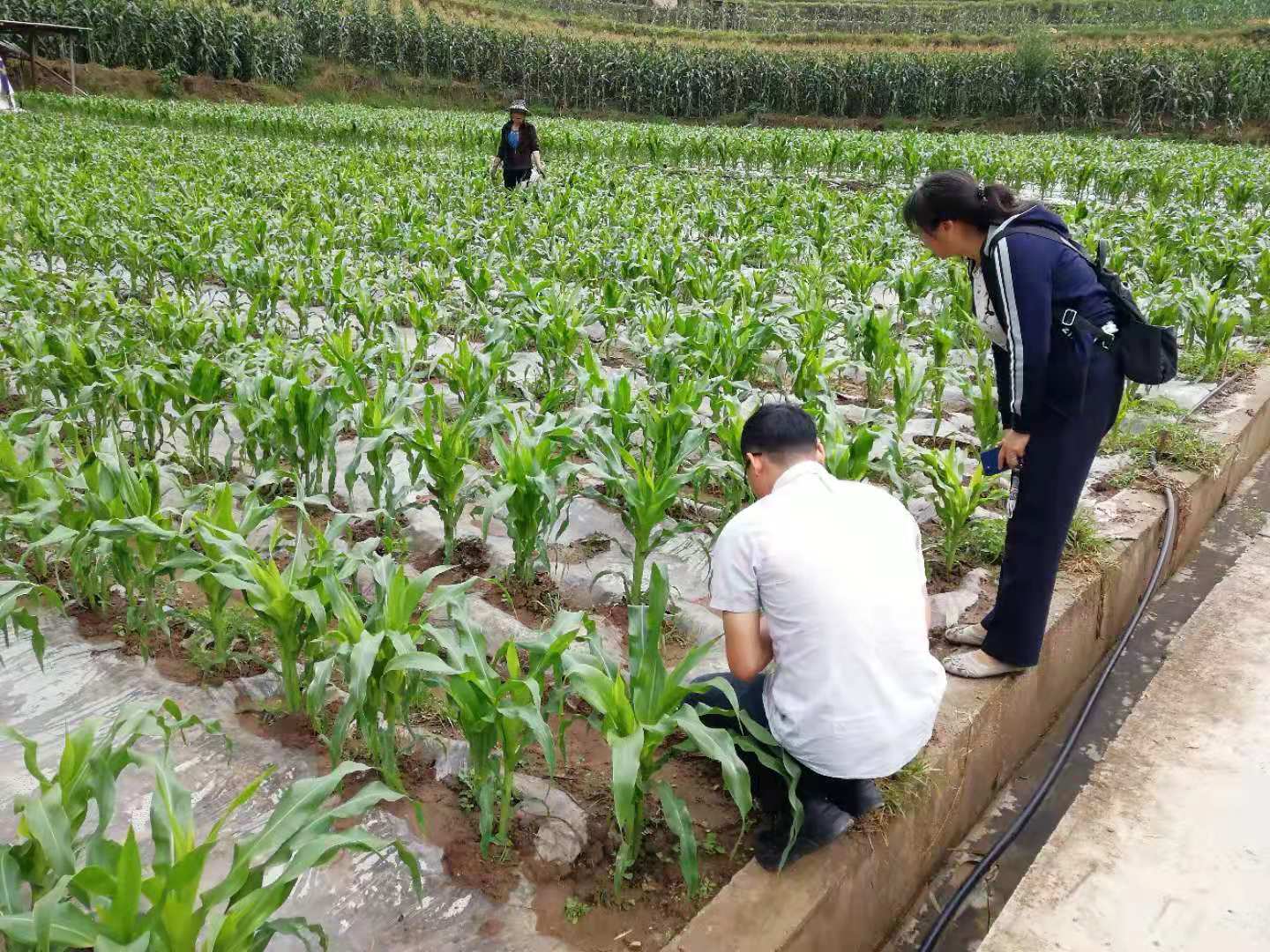 禄丰市农业农村局：甜玉米铸就“甜蜜事业”