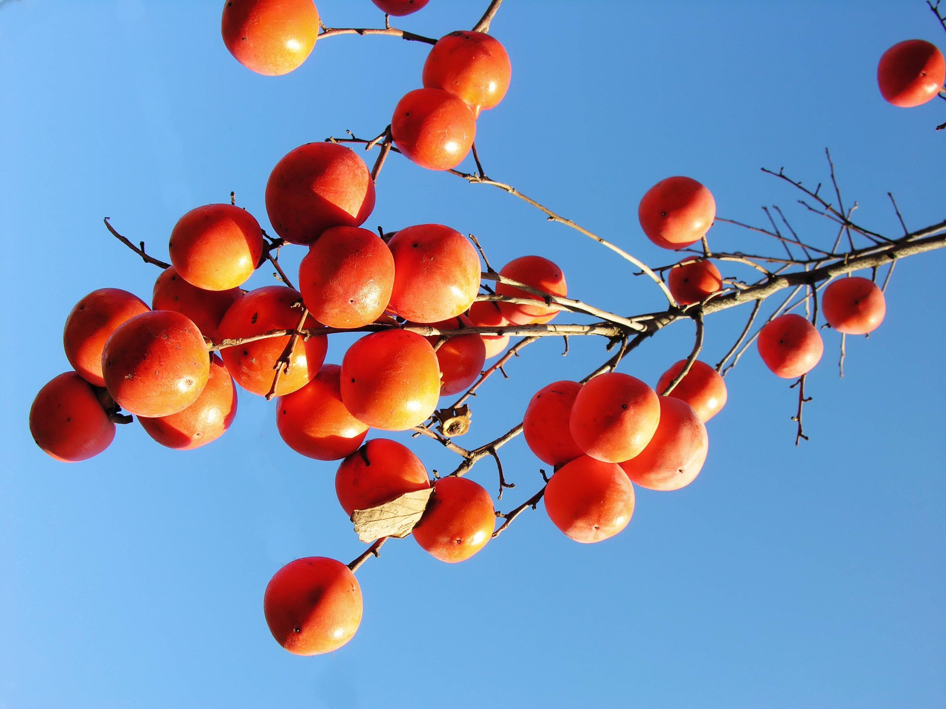這3種水果是純天然的�消炎果�，經常吃，養肺化痰，咽炎消退