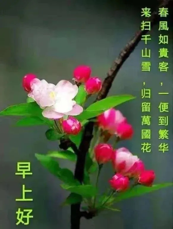 早上好祝福语优美句子图片 唯美早上好动态表情包图片