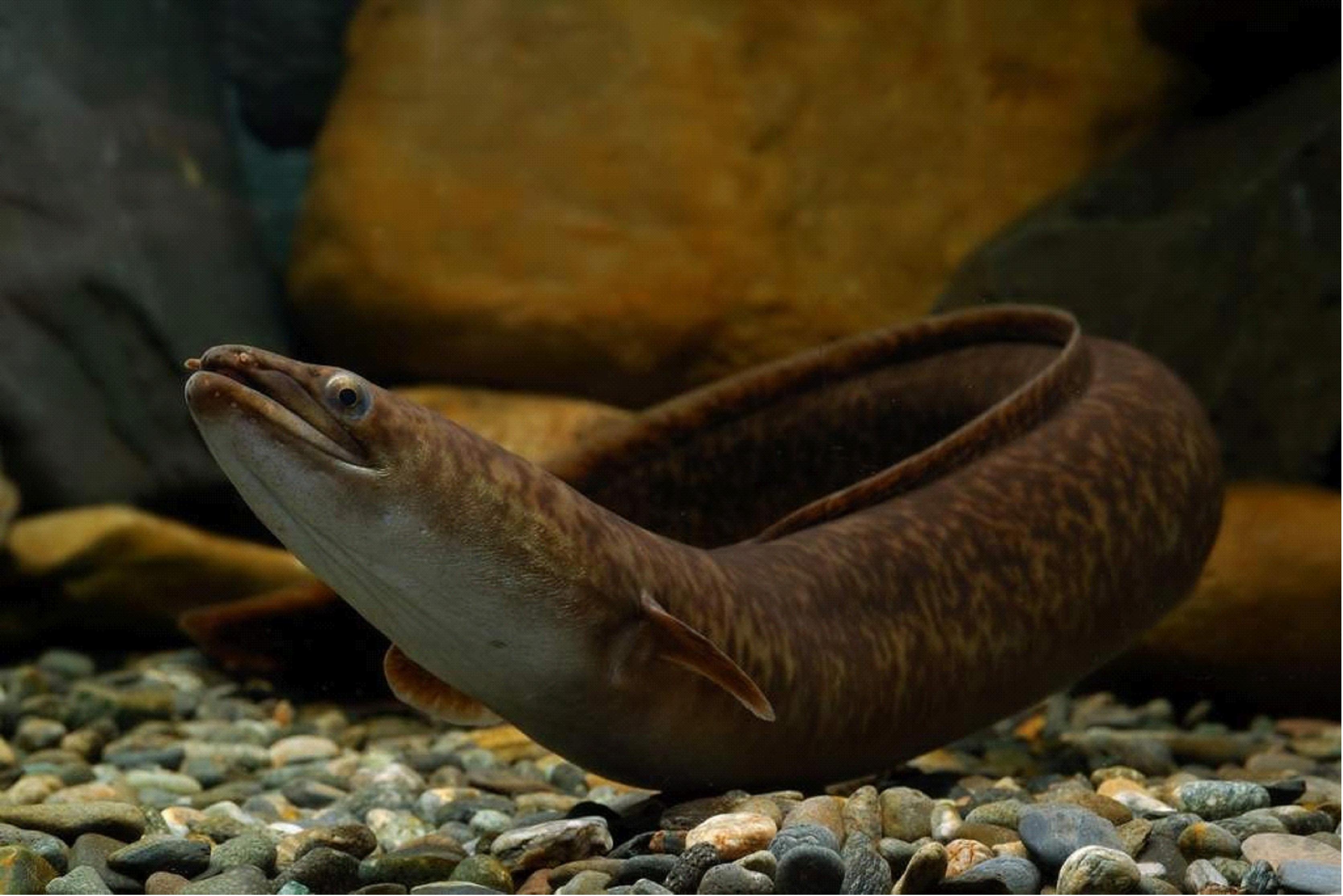鳗鱼的洄游迁徙承受数月的恶劣条件完成产卵的使命便死去