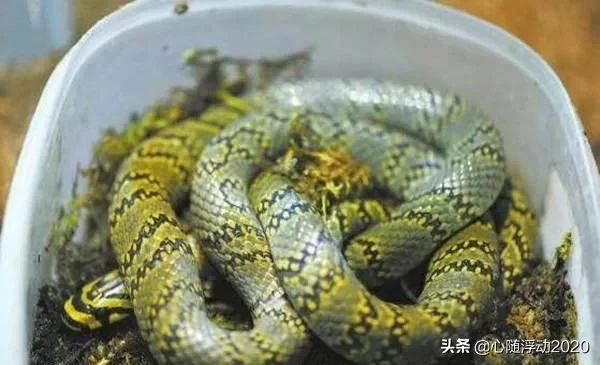 这是世界上最美的一种蛇，数量极其稀少，就连照片都非常珍贵