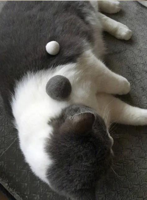 又到了猫咪脱毛的季节，教你如何减少满屋的猫毛_喵了个咪啊- MdEditor