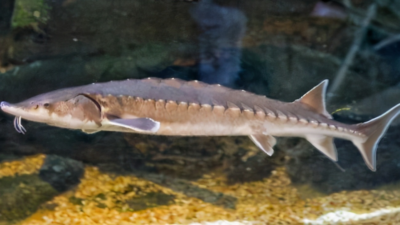 比大熊猫还稀缺的极危达氏鳇被发现长江禁捕见成效