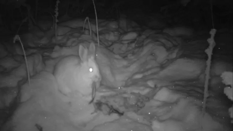 兔子急了真咬人？監控发現，野兔在其它動物胴體上享受盛宴！