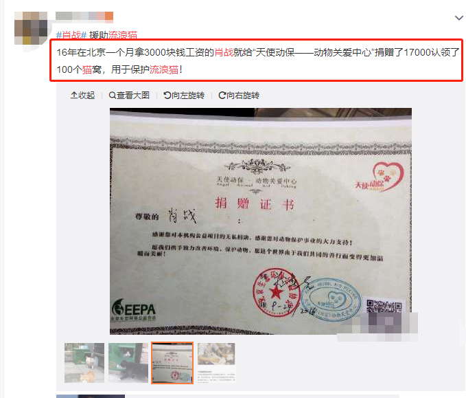 肖战粉丝再做公益：这次为流浪猫再出一份力，黑粉们无话可说了