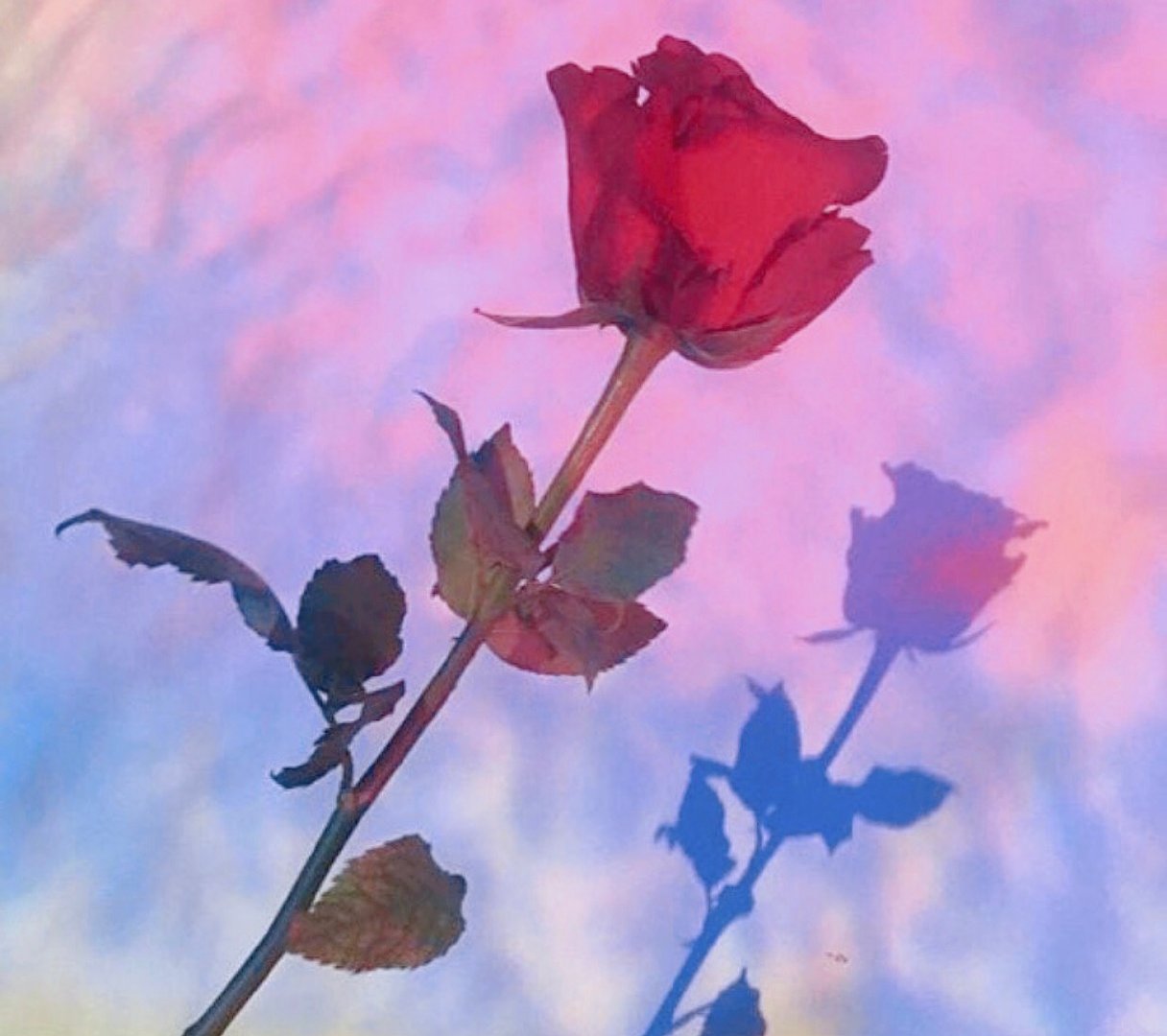 「玫瑰花背景图」一朵玫瑰代表的心语：ONLY YOU