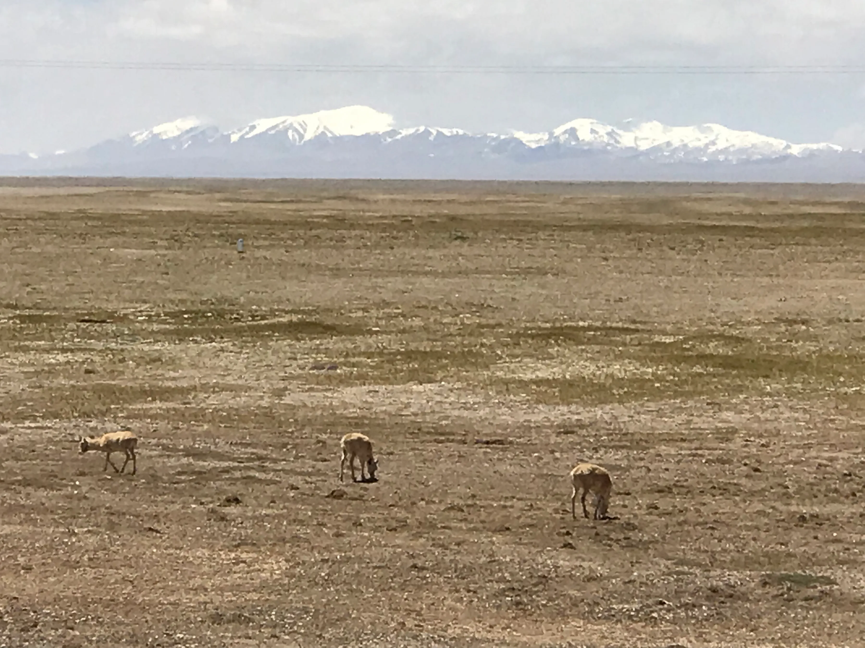 Colorful Qaidam (6) Golmud