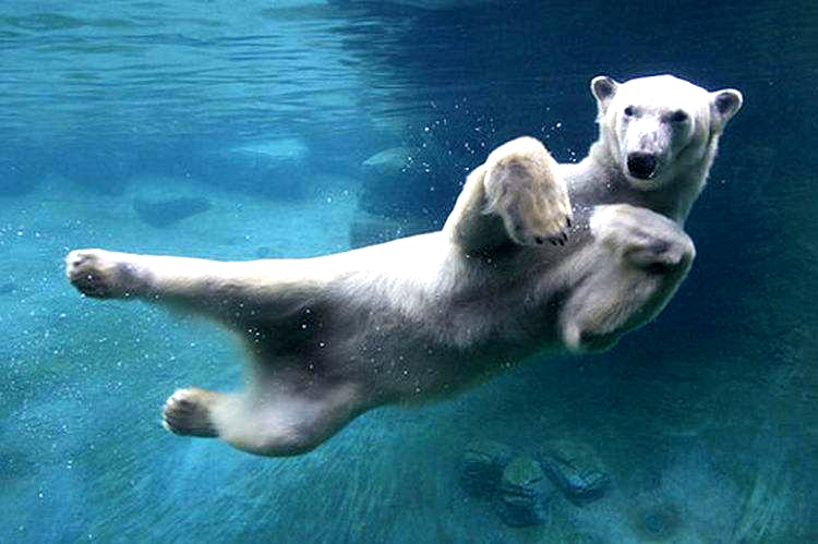 动物世界的幽默，15个动物笑话小故事，让人发笑又令人沉思-第3张图片-大千世界