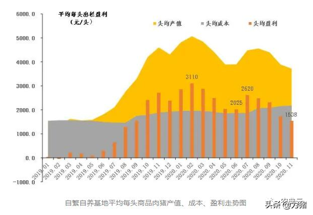 最新！自繁自养头均盈利1538元，仔猪价格每头降至1106元