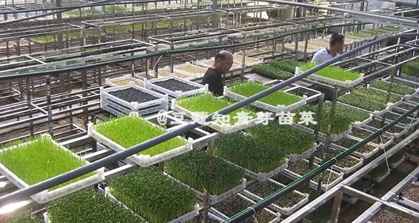 綠色芽苗菜——大有“錢”途