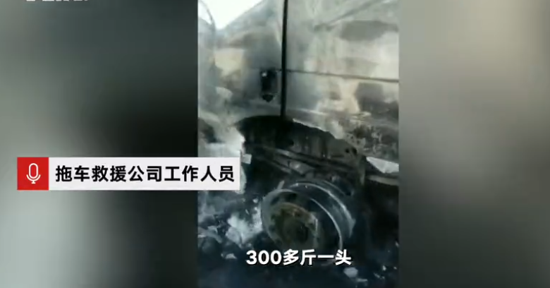  . 货车起火上百头猪葬身火海