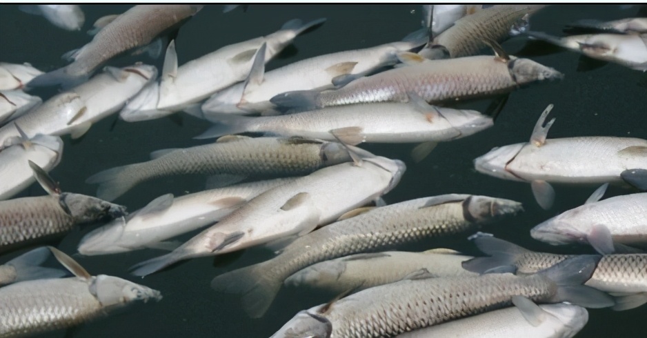把握特征准确辨别：鱼类泛塘与鱼类中毒的判定和解救方法