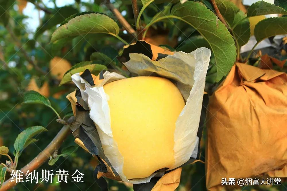 种植维纳斯黄金®苹果的果农朋友们,这个你一定要看