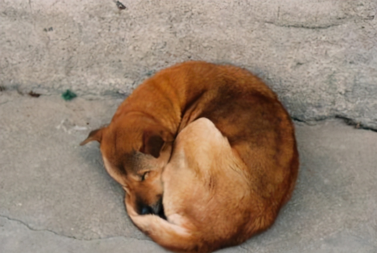 狗狗的多种睡姿，反映了它的性格，你家的是哪种呢？