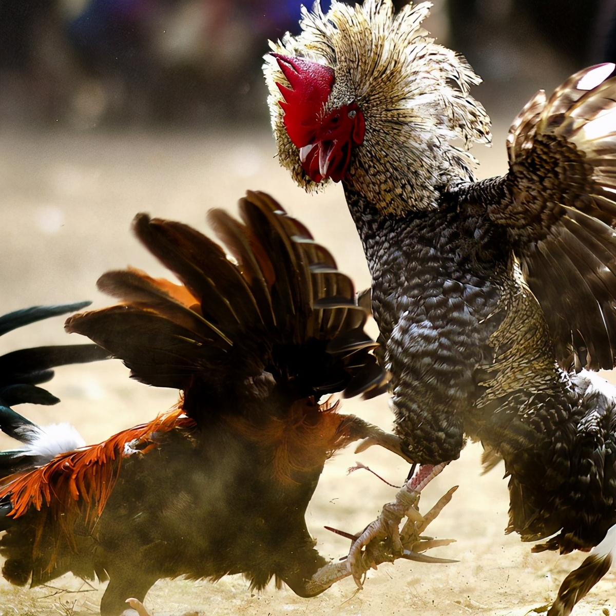 《鸡征服世界2》所有宗教和文化里，鸡都是正义的化身？鸡如何影响国家的统治？ - 知乎