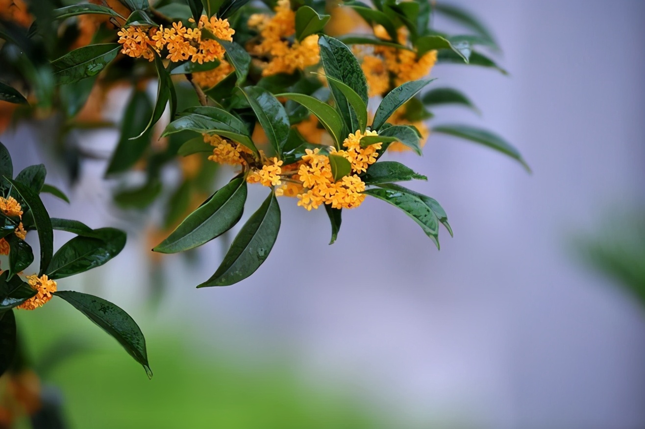 中國十大名花，美呆了