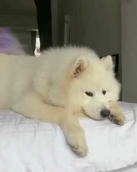 二哈和萨摩组CP甜晕网友：霸道萨遇到傲娇哈...磕到了