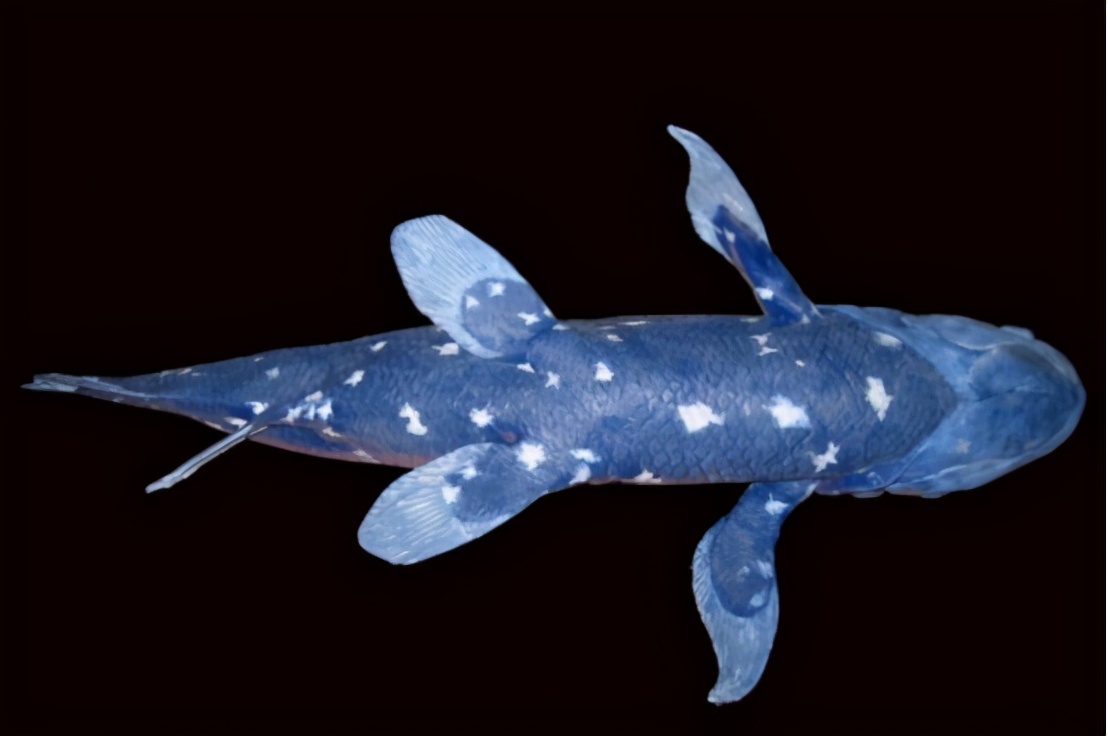 腔棘鱼多可怕能盗取其他生物dna多种生物遭殃