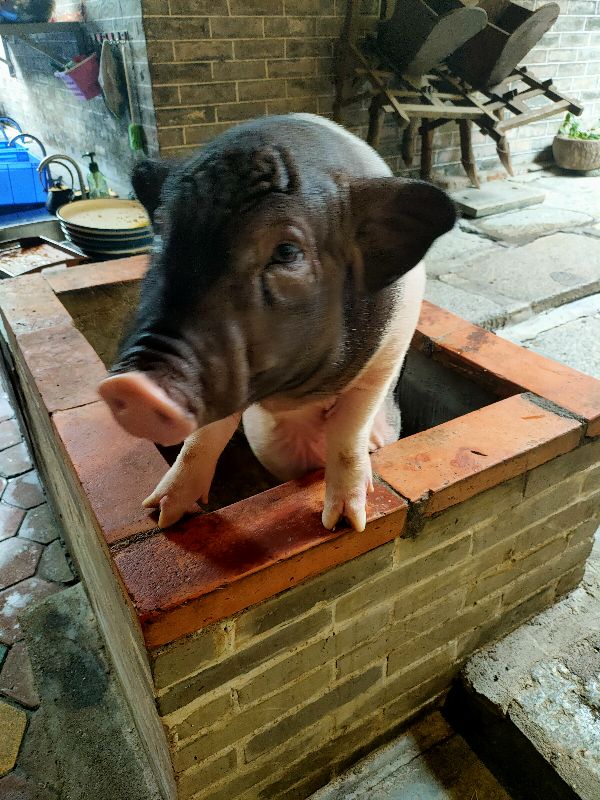 开饭店的速看～活物营销