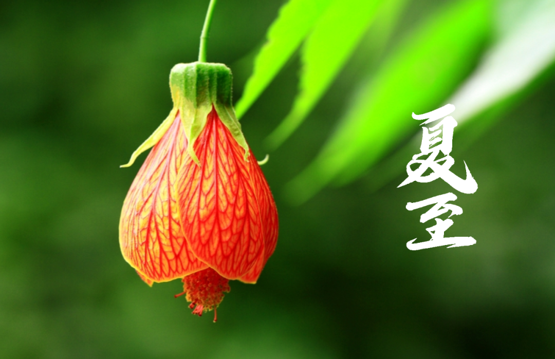 在古诗词里，寻找夏日的美好-第13张图片-非凡网