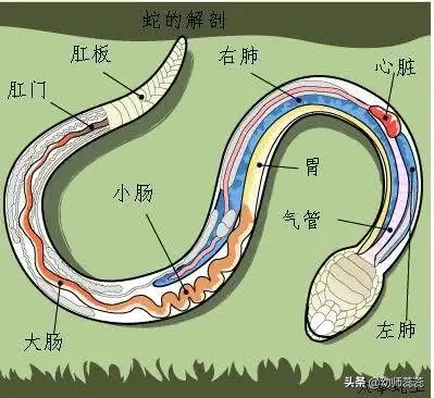 被蟒蛇活吞后，能用刀划破蛇肚子逃生吗？