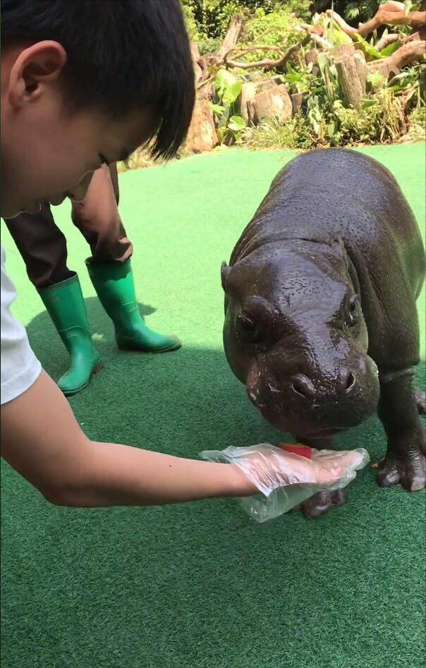 虽迟但到！全红婵再度达成一大心愿，却为何不通过社媒分享喜悦？