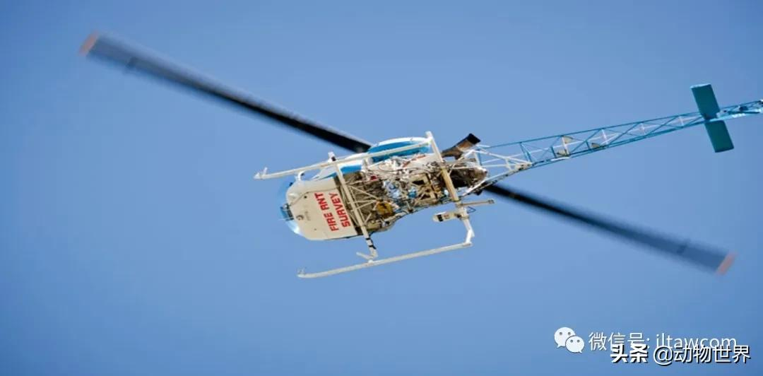 “無敵的”入侵紅火蟻