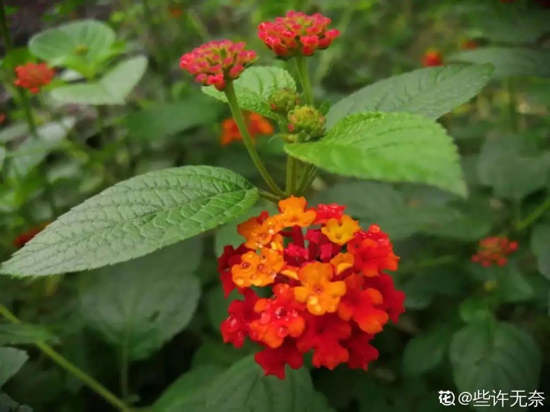 10種“臟臟”花，愛干凈的人別養，會招蟲子