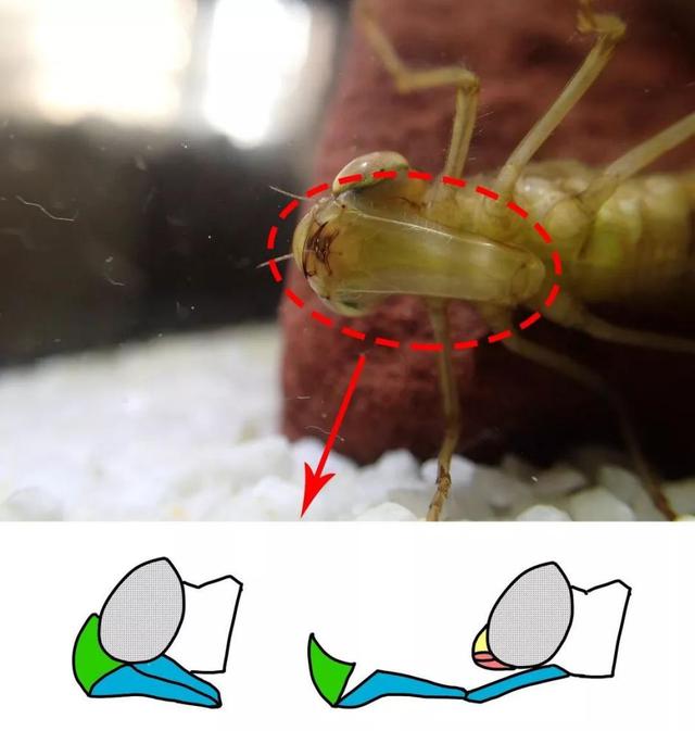 稚虫时期的“水蝎子”，长大成为了捕虫的飞行家