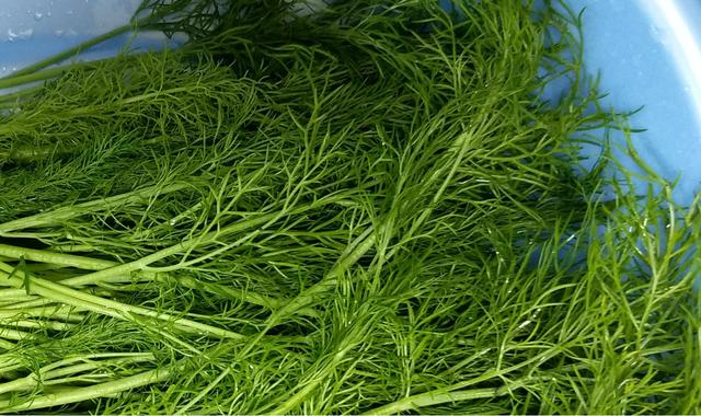 新鲜茴香5种最好吃的做法,简单美味又馋人,看看你喜欢吃哪种?