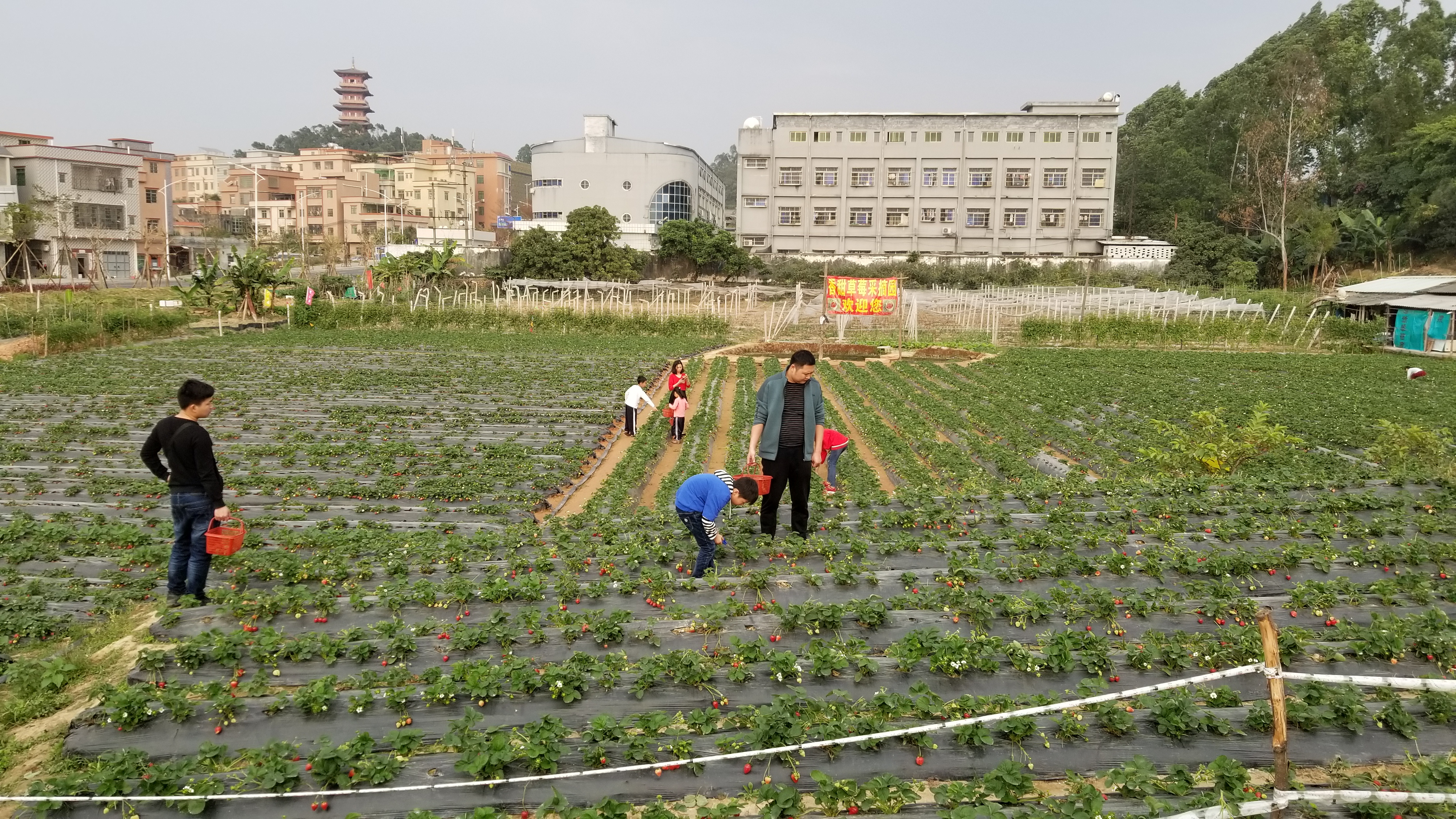 广东的一个草莓园！老板说在地里可以免费吃饱了再上来！
