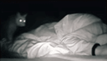 女孩睡著後被貓打了4個小時，但小貓咪可能沒什麽壞心思