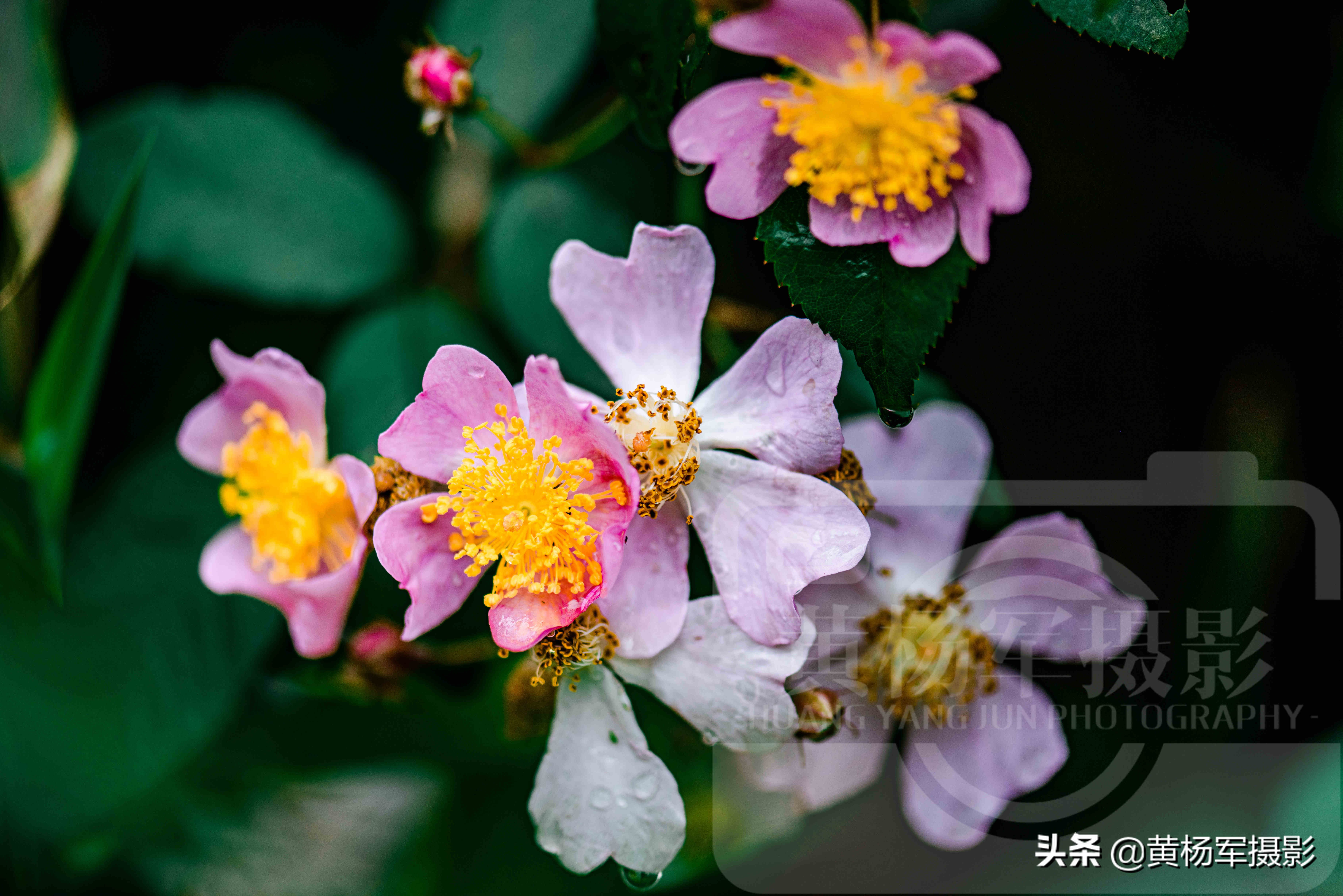 春雨中美豔盛開的野薔薇花 絢爛的花朵非常漂亮 百態常見的野花 黃楊軍攝影 Mdeditor