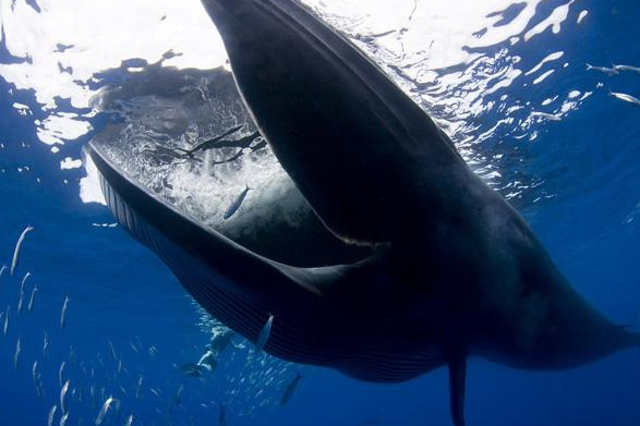 为什么说“一鲸落而万物生”？一条鱼就是一个生态系统