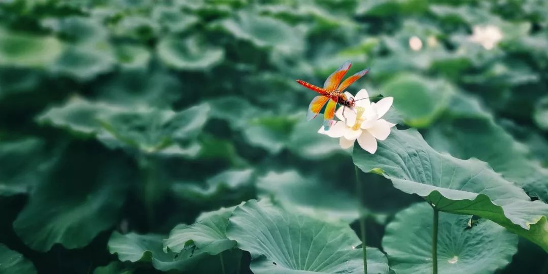 带你领略古诗中的四季之美-第7张图片-诗句网