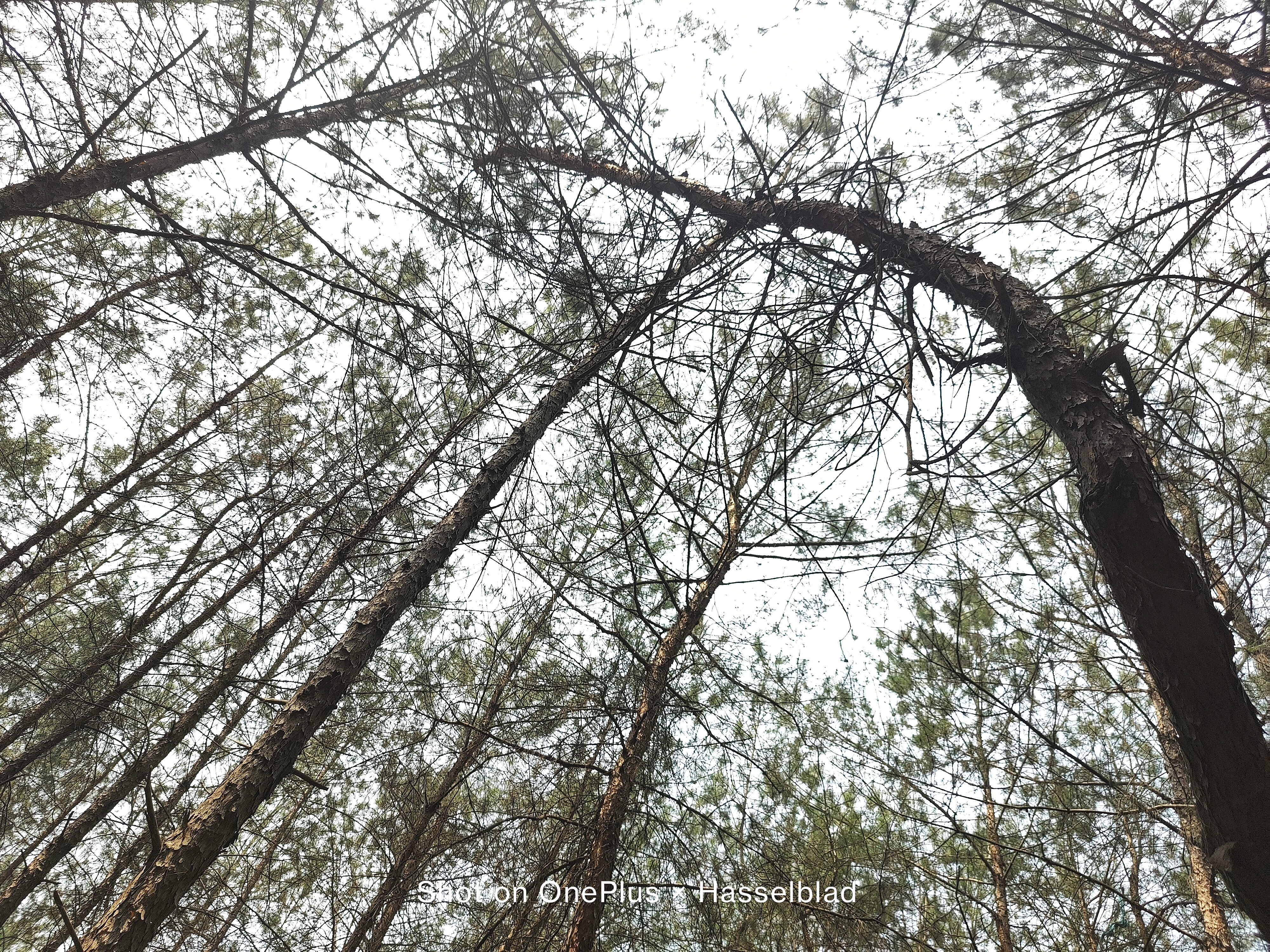 迟来的惊喜：“影像机皇”一加9，半月体验实测报告