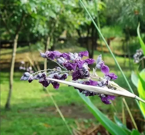 160種· 奇花異草,絕對有你沒見過的! 「下部分」