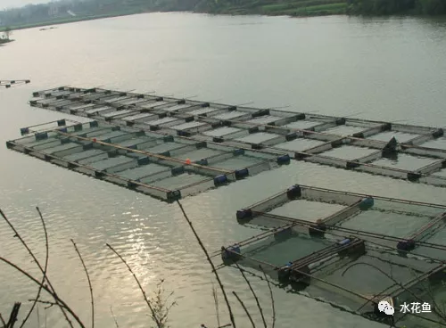 广西梧州连续多年发生网箱死鱼：今年正是汛期气候骤变可能是主因
