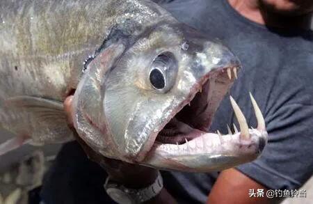 亞馬遜河 河裡的生物有多可怕 霸主是鱷魚 真正的霸主是電鰻 釣魚鈴當 Mdeditor