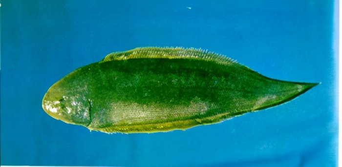 html本文包含以下鱼类:鯷 鲚 鳡 鱲 鰟鲏 鲥 47 鮈 鳈 鮀 鯮