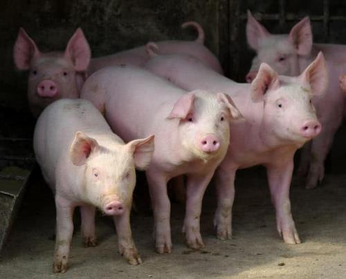 霉菌毒素对猪群的十大危害，产仔减少，体质差，这些你都知道吗？