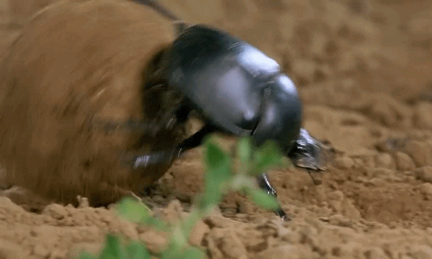 推粪球之前，屎壳郎为什么要跳舞？