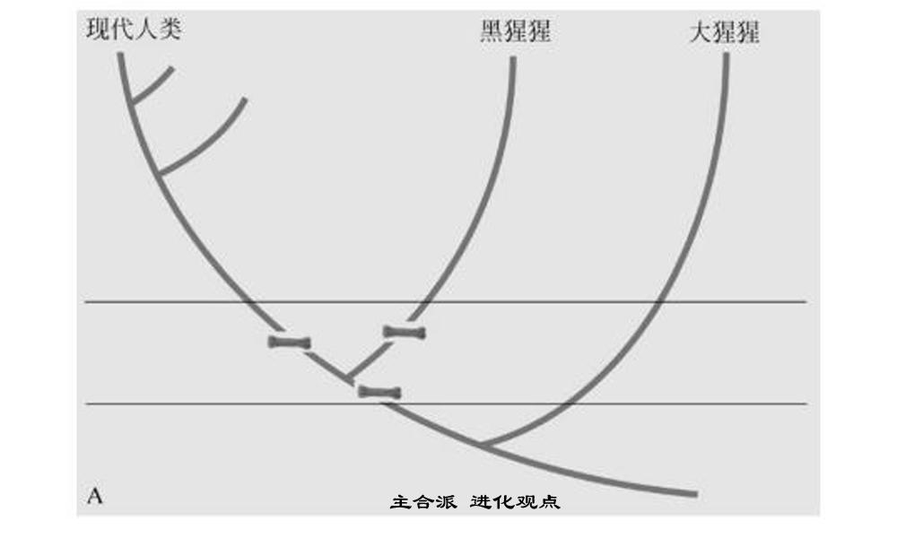 进化：人类从猿到人的这几百万年