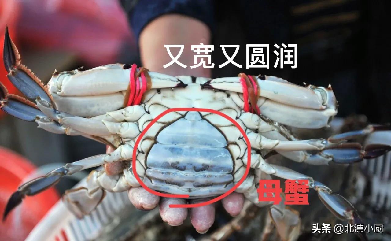 买螃蟹，公蟹和母蟹区别大；牢记3买3不买，螃蟹个个膏满黄肥