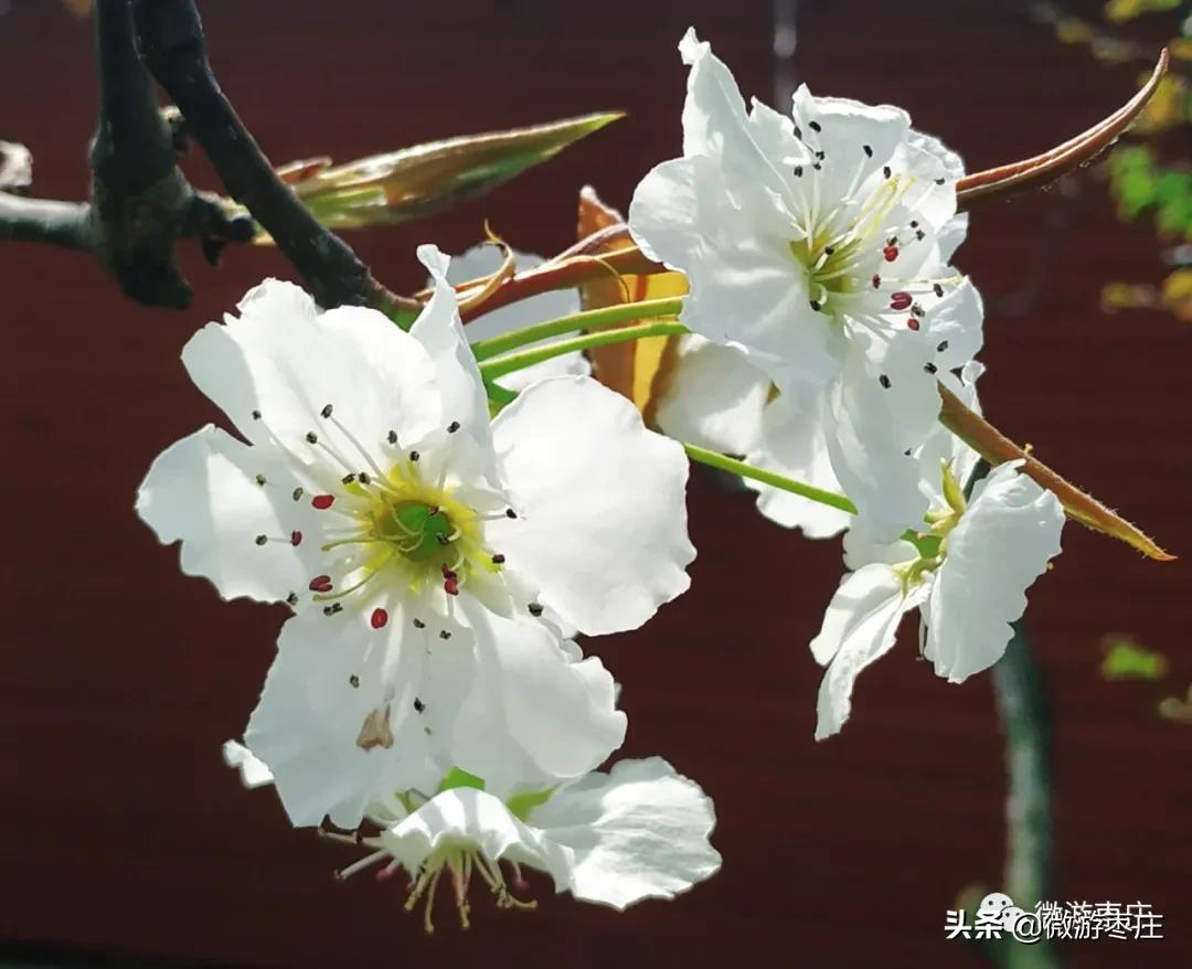 微遊棗莊的自然人文之旅 劉村梨園杜梨花白小桃紅 微遊棗莊 Mdeditor