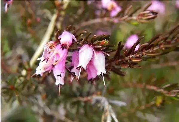 160種· 奇花異草,絕對有你沒見過的! 「下部分」