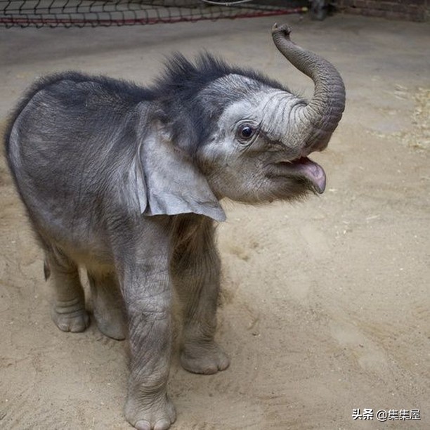 来自动物世界的22个有趣事实-第16张图片-大千世界