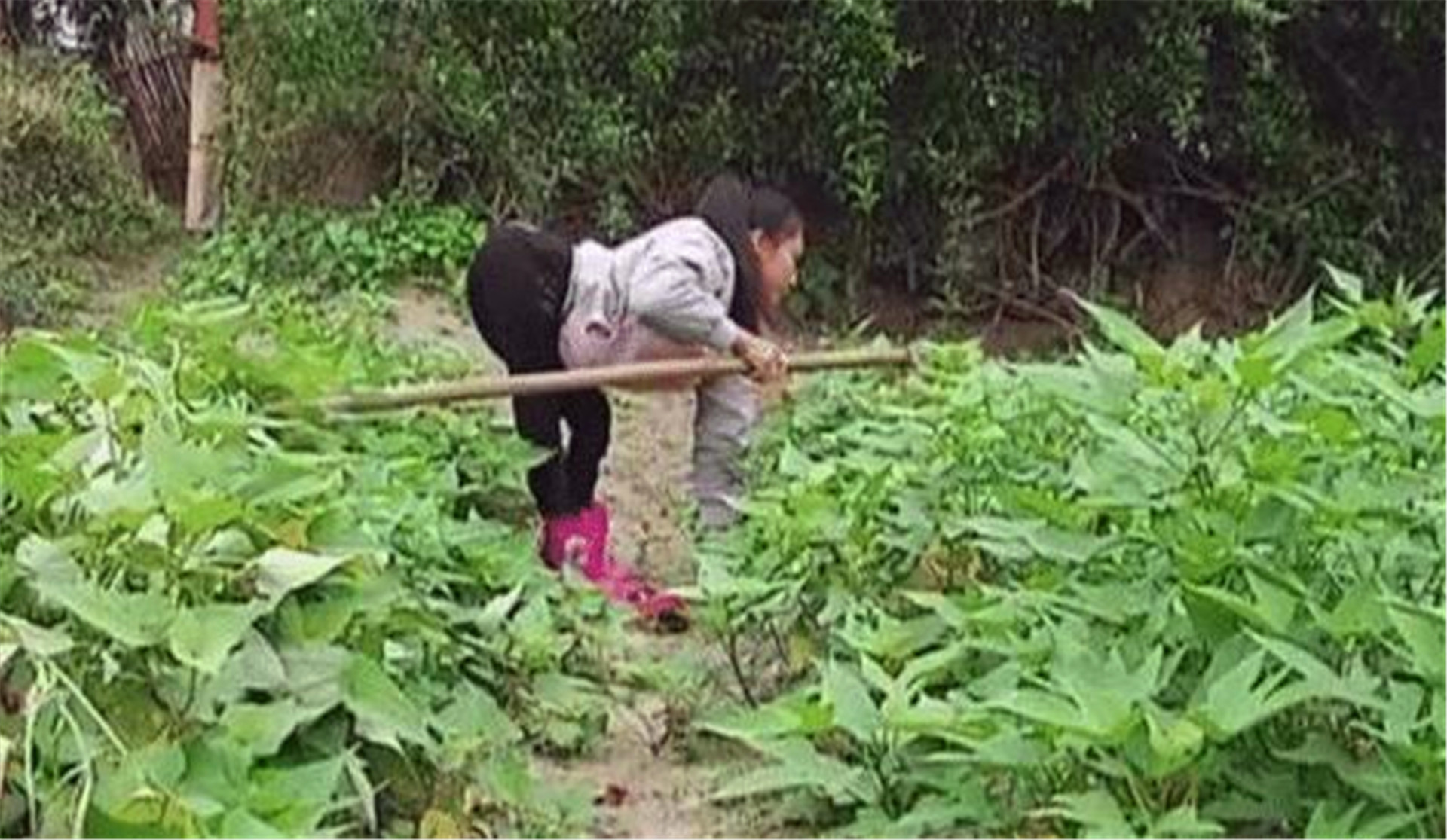 偏远村庄出现“爬行村”，全村人不会正常走路