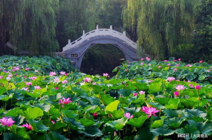 「发现许昌之美」莲城许昌荷花芳华绝代，让你看一眼惊艳整个夏天